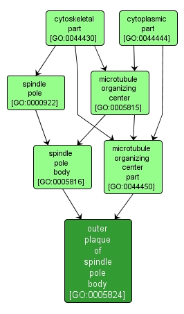 GO:0005824 - outer plaque of spindle pole body (interactive image map)