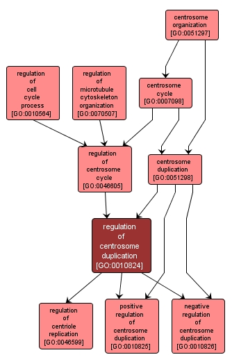 GO:0010824 - regulation of centrosome duplication (interactive image map)