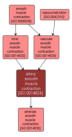 GO:0014824 - artery smooth muscle contraction (interactive image map)