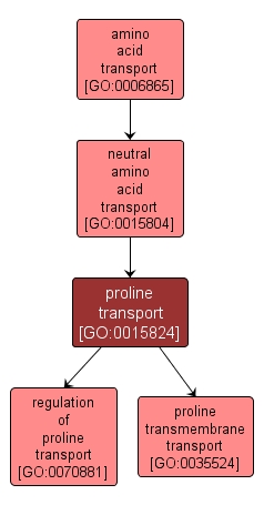 GO:0015824 - proline transport (interactive image map)