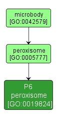 GO:0019824 - P6 peroxisome (interactive image map)