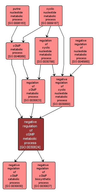 GO:0030824 - negative regulation of cGMP metabolic process (interactive image map)