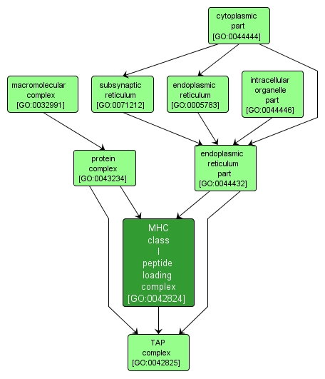 GO:0042824 - MHC class I peptide loading complex (interactive image map)