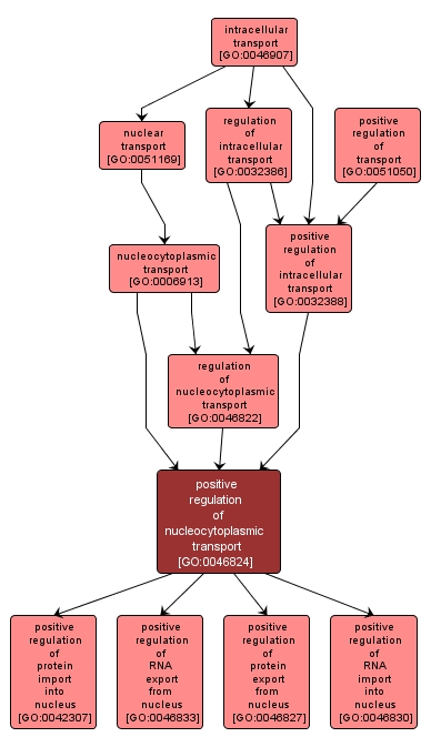 GO:0046824 - positive regulation of nucleocytoplasmic transport (interactive image map)