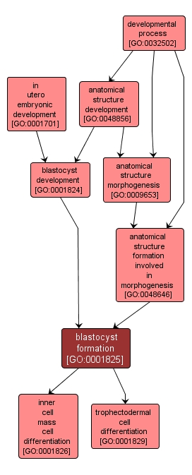 GO:0001825 - blastocyst formation (interactive image map)