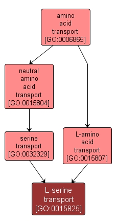 GO:0015825 - L-serine transport (interactive image map)
