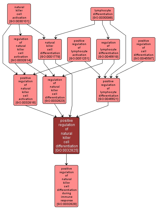 GO:0032825 - positive regulation of natural killer cell differentiation (interactive image map)