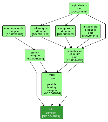 GO:0042825 - TAP complex (interactive image map)