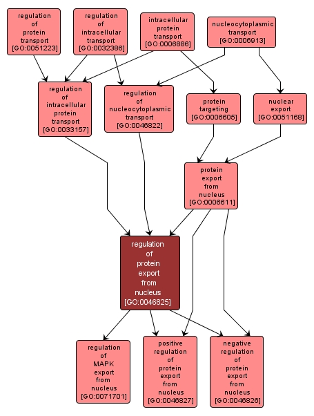 GO:0046825 - regulation of protein export from nucleus (interactive image map)