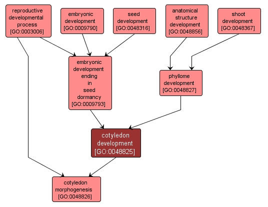 GO:0048825 - cotyledon development (interactive image map)