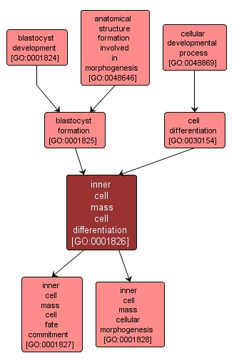 GO:0001826 - inner cell mass cell differentiation (interactive image map)