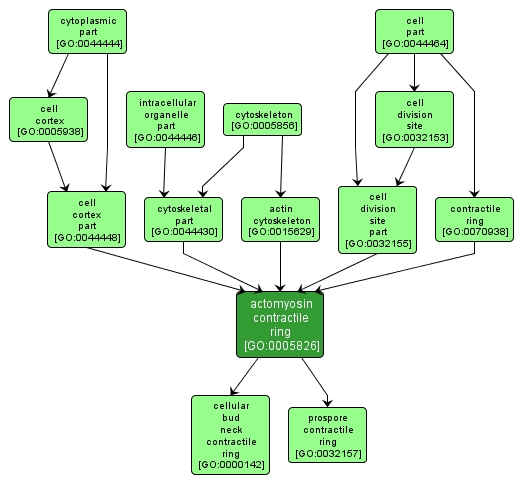 GO:0005826 - actomyosin contractile ring (interactive image map)