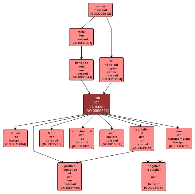 GO:0006826 - iron ion transport (interactive image map)