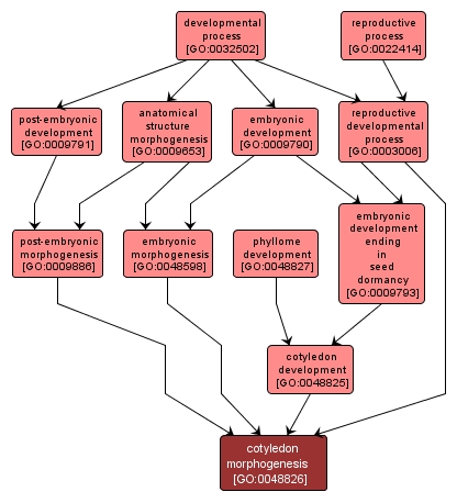 GO:0048826 - cotyledon morphogenesis (interactive image map)