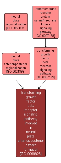 GO:0060826 - transforming growth factor beta receptor signaling pathway involved in neural plate anterior/posterior pattern formation (interactive image map)