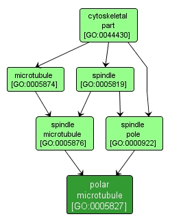 GO:0005827 - polar microtubule (interactive image map)