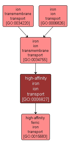 GO:0006827 - high-affinity iron ion transport (interactive image map)