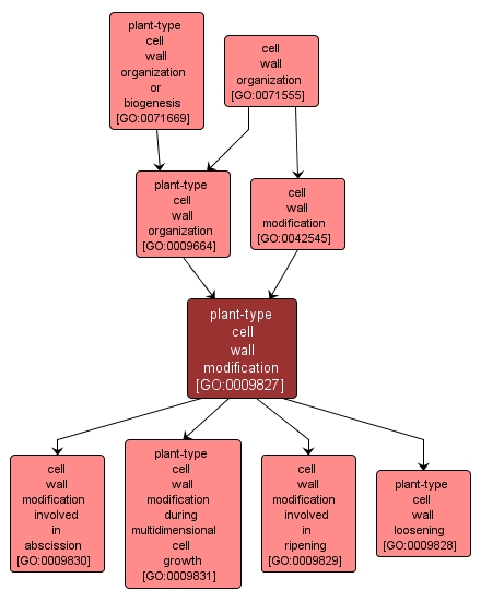 GO:0009827 - plant-type cell wall modification (interactive image map)