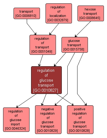 GO:0010827 - regulation of glucose transport (interactive image map)