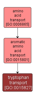 GO:0015827 - tryptophan transport (interactive image map)