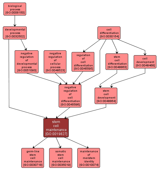 GO:0019827 - stem cell maintenance (interactive image map)