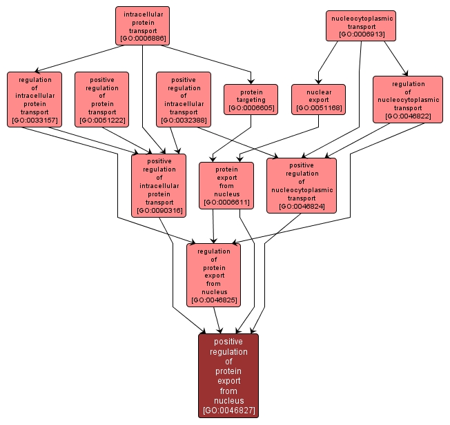 GO:0046827 - positive regulation of protein export from nucleus (interactive image map)