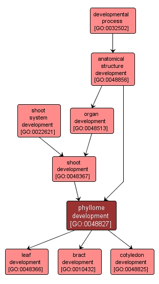 GO:0048827 - phyllome development (interactive image map)