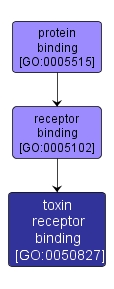 GO:0050827 - toxin receptor binding (interactive image map)