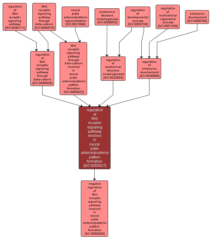GO:0060827 - regulation of Wnt receptor signaling pathway involved in neural plate anterior/posterior pattern formation (interactive image map)