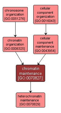GO:0070827 - chromatin maintenance (interactive image map)