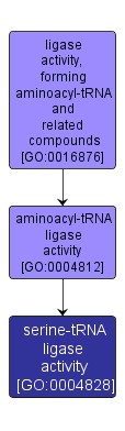 GO:0004828 - serine-tRNA ligase activity (interactive image map)