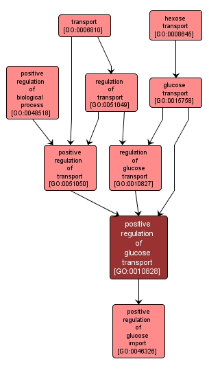 GO:0010828 - positive regulation of glucose transport (interactive image map)