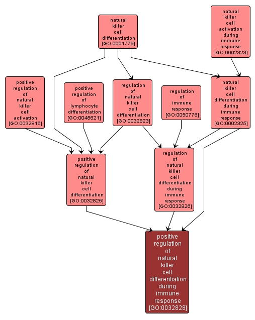 GO:0032828 - positive regulation of natural killer cell differentiation during immune response (interactive image map)