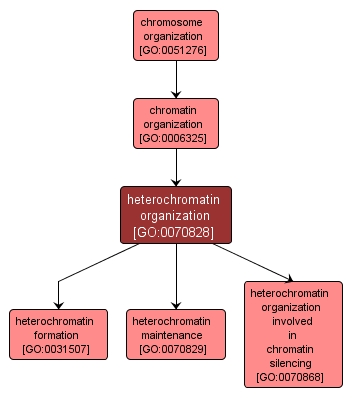GO:0070828 - heterochromatin organization (interactive image map)