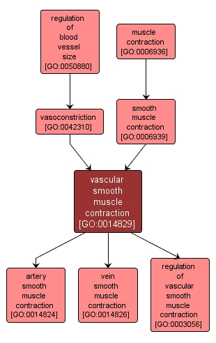 GO:0014829 - vascular smooth muscle contraction (interactive image map)