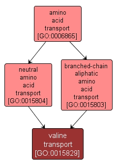 GO:0015829 - valine transport (interactive image map)