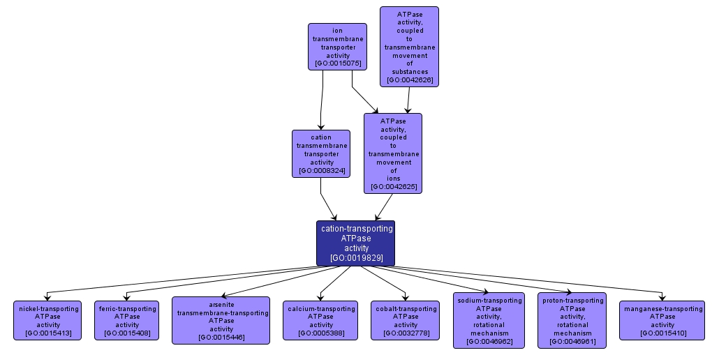 GO:0019829 - cation-transporting ATPase activity (interactive image map)