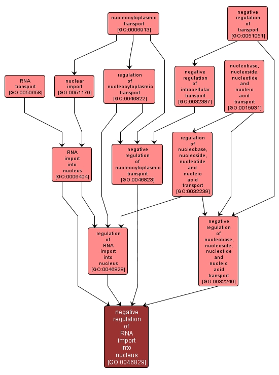 GO:0046829 - negative regulation of RNA import into nucleus (interactive image map)