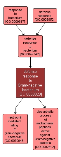 GO:0050829 - defense response to Gram-negative bacterium (interactive image map)