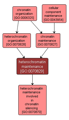 GO:0070829 - heterochromatin maintenance (interactive image map)