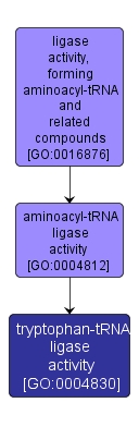 GO:0004830 - tryptophan-tRNA ligase activity (interactive image map)