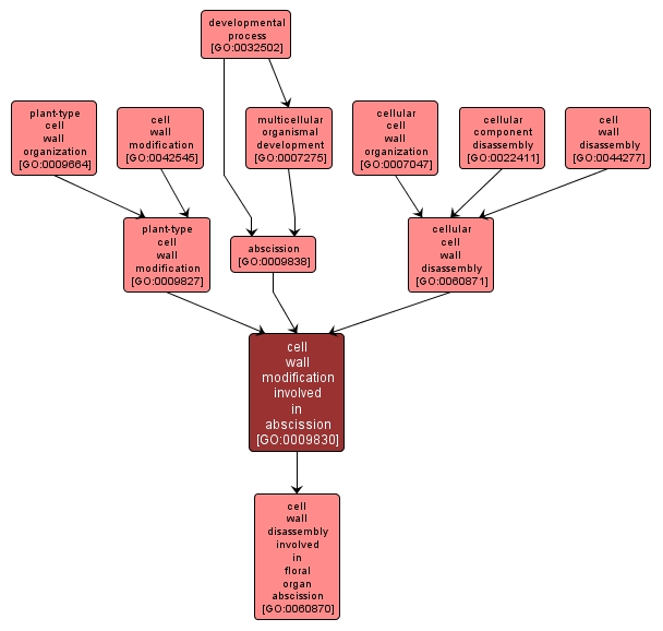 GO:0009830 - cell wall modification involved in abscission (interactive image map)