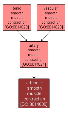 GO:0014830 - arteriole smooth muscle contraction (interactive image map)