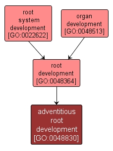 GO:0048830 - adventitious root development (interactive image map)