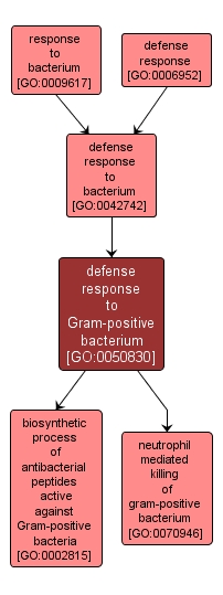 GO:0050830 - defense response to Gram-positive bacterium (interactive image map)