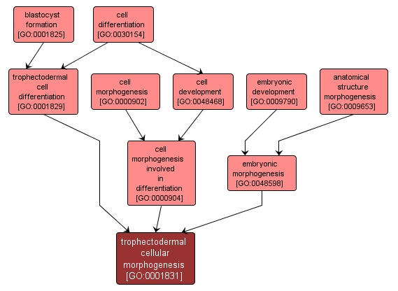 GO:0001831 - trophectodermal cellular morphogenesis (interactive image map)