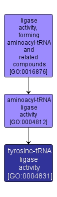 GO:0004831 - tyrosine-tRNA ligase activity (interactive image map)