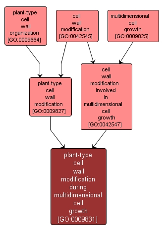 GO:0009831 - plant-type cell wall modification during multidimensional cell growth (interactive image map)