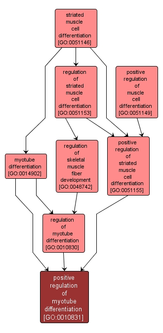 GO:0010831 - positive regulation of myotube differentiation (interactive image map)