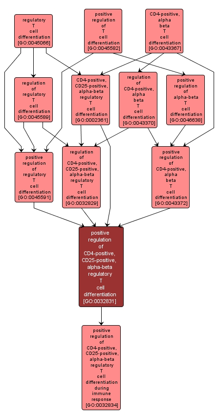 GO:0032831 - positive regulation of CD4-positive, CD25-positive, alpha-beta regulatory T cell differentiation (interactive image map)